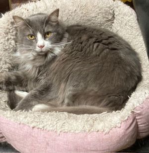 Floof, Young Female Domestic Long Hair