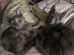 Cats for Adoption Near Glendale, AZ | Petfinder