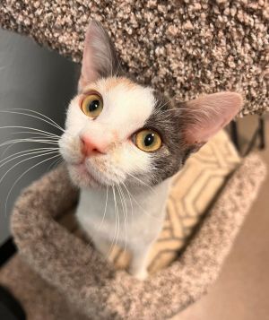 Cats for Adoption Near Glendale, AZ | Petfinder