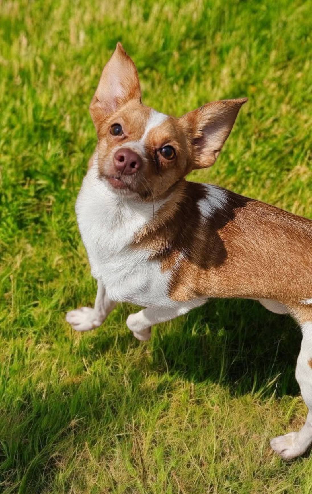 Gizmo