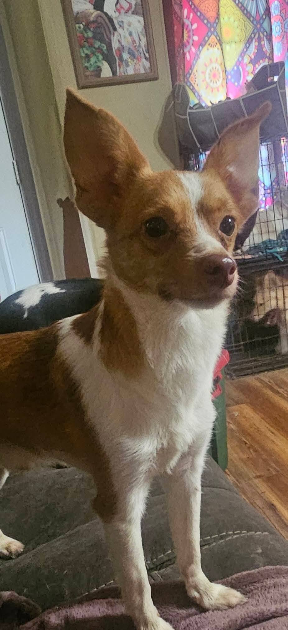 Gizmo