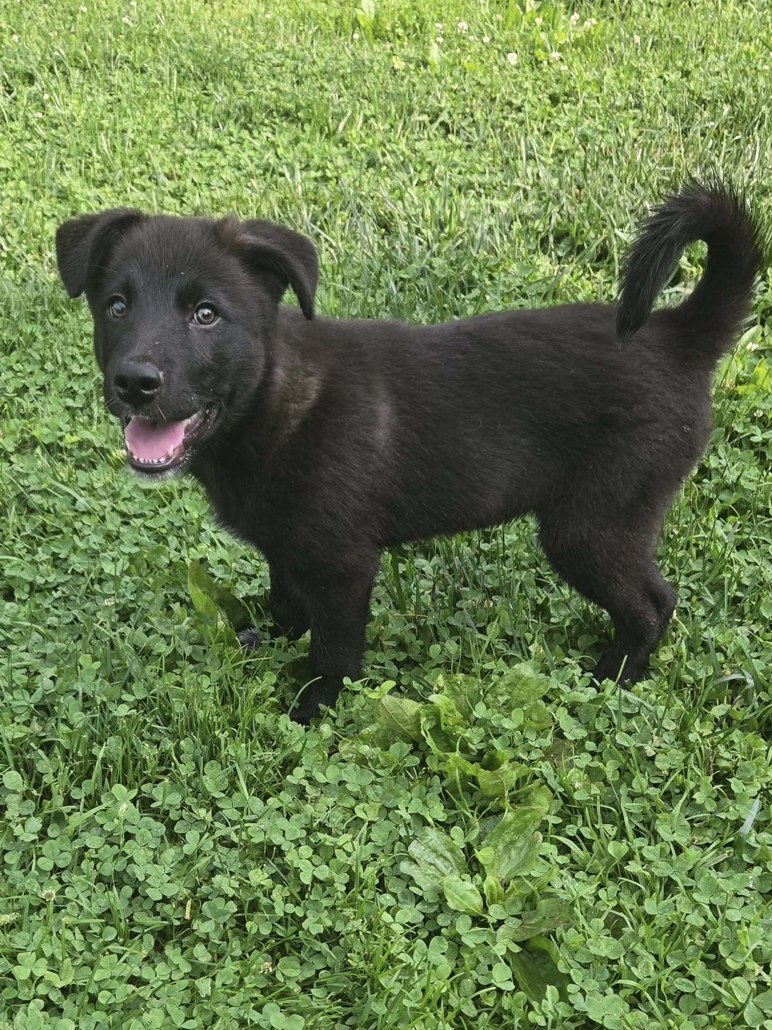 Jett