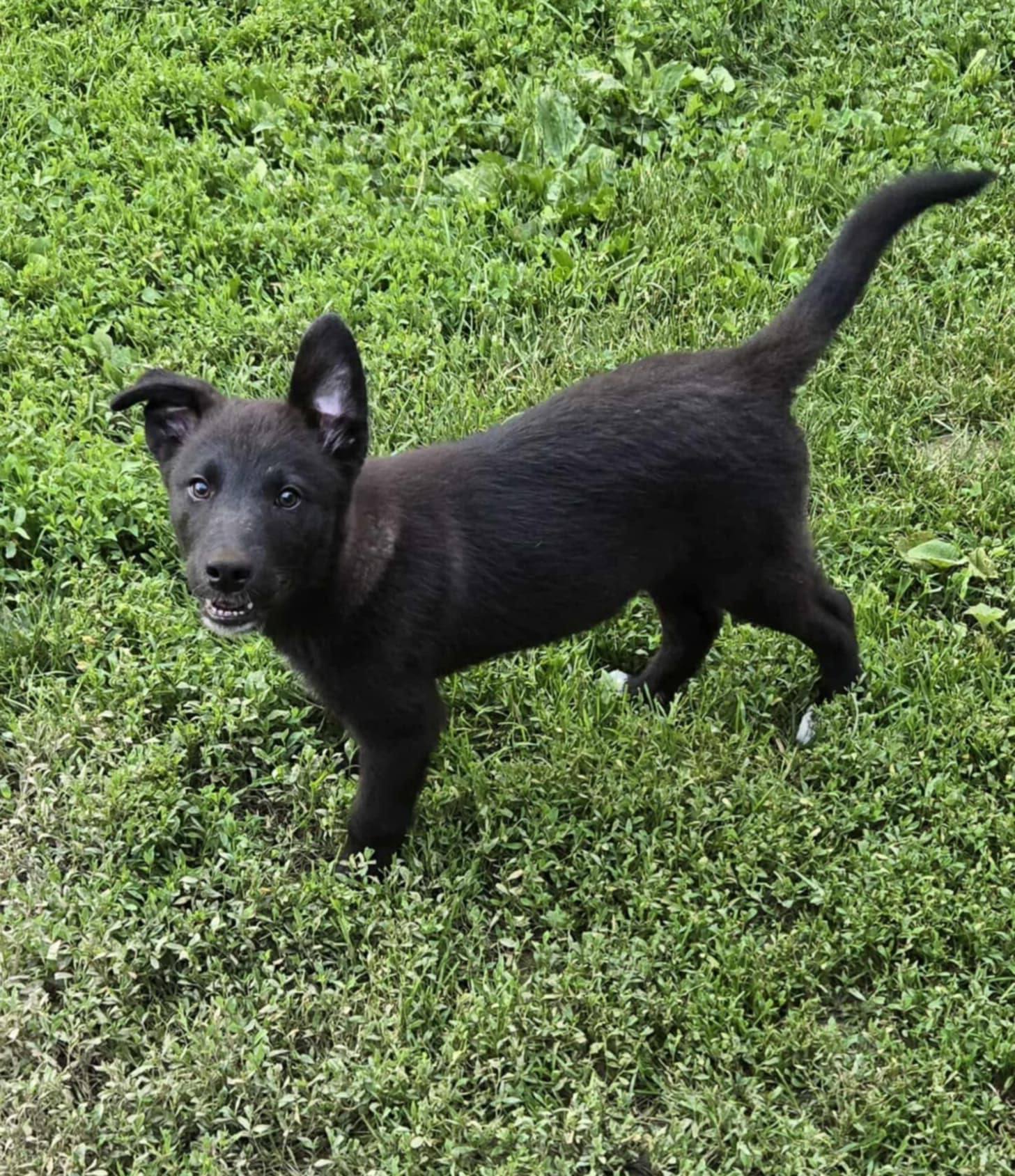 Jett