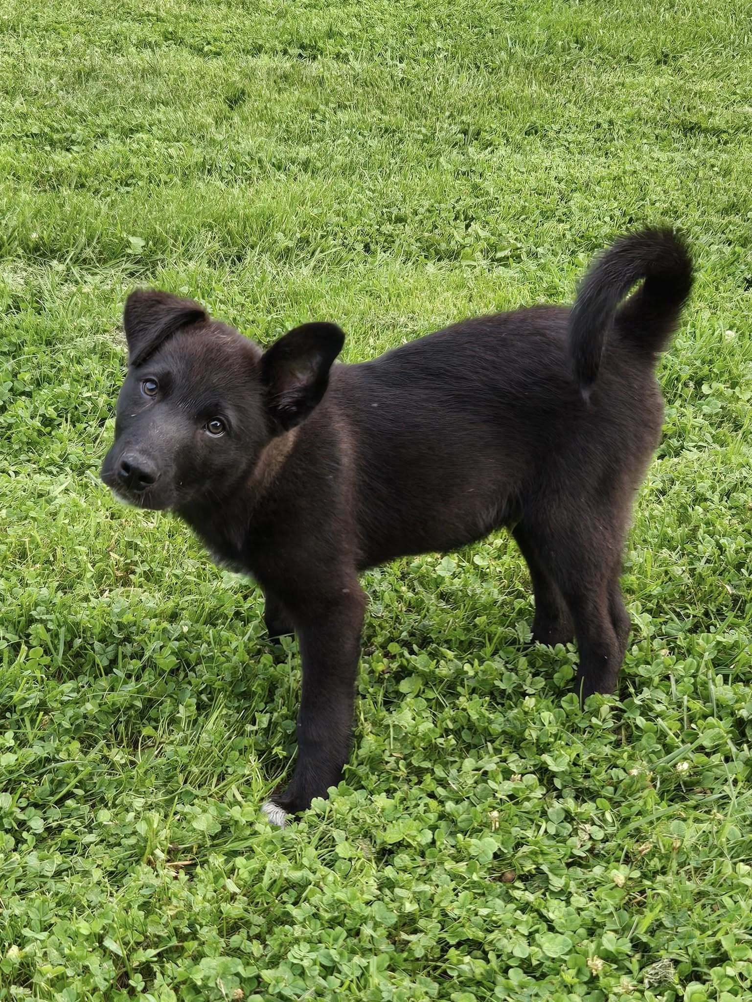 Jett
