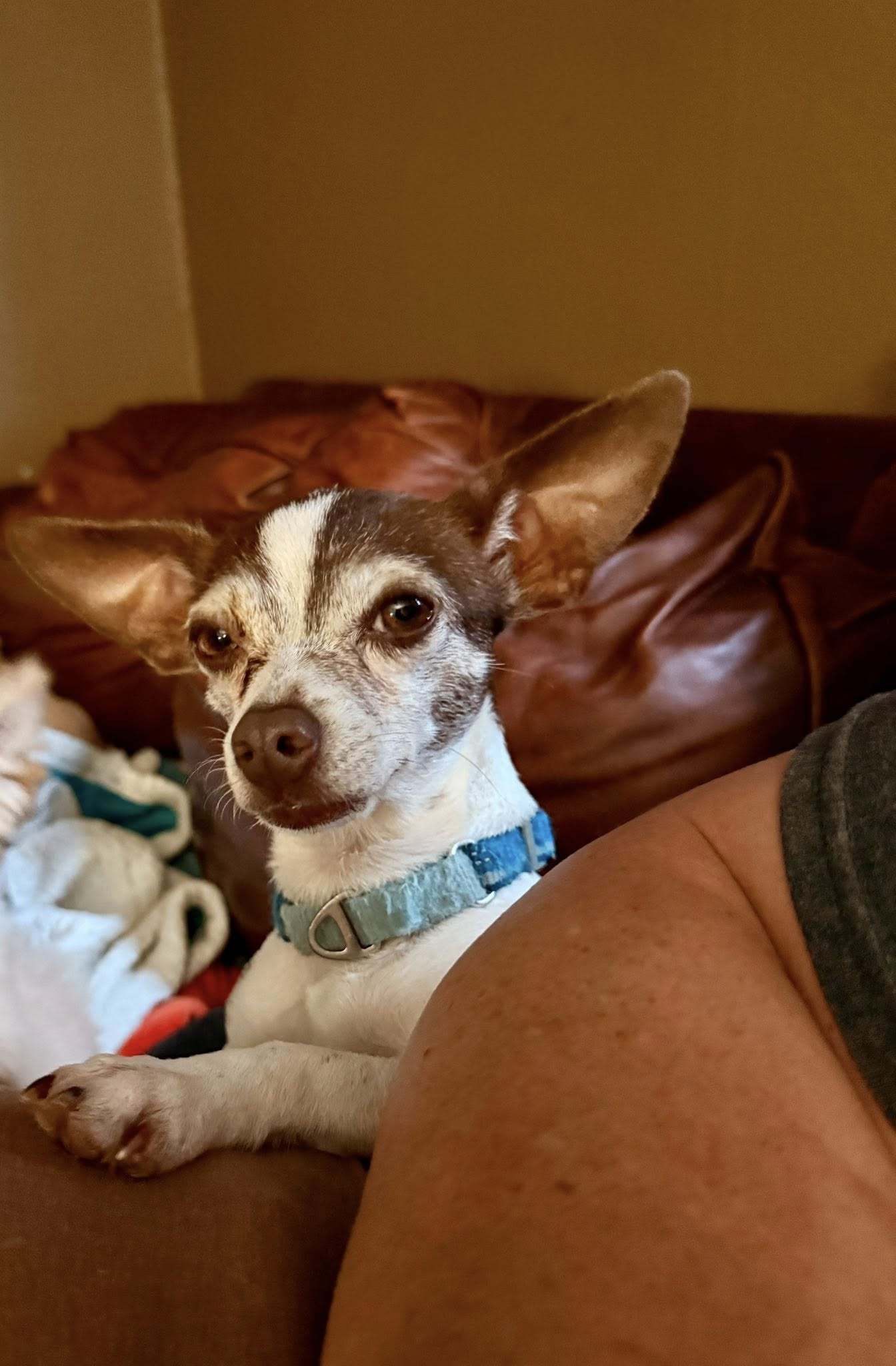 Gia
