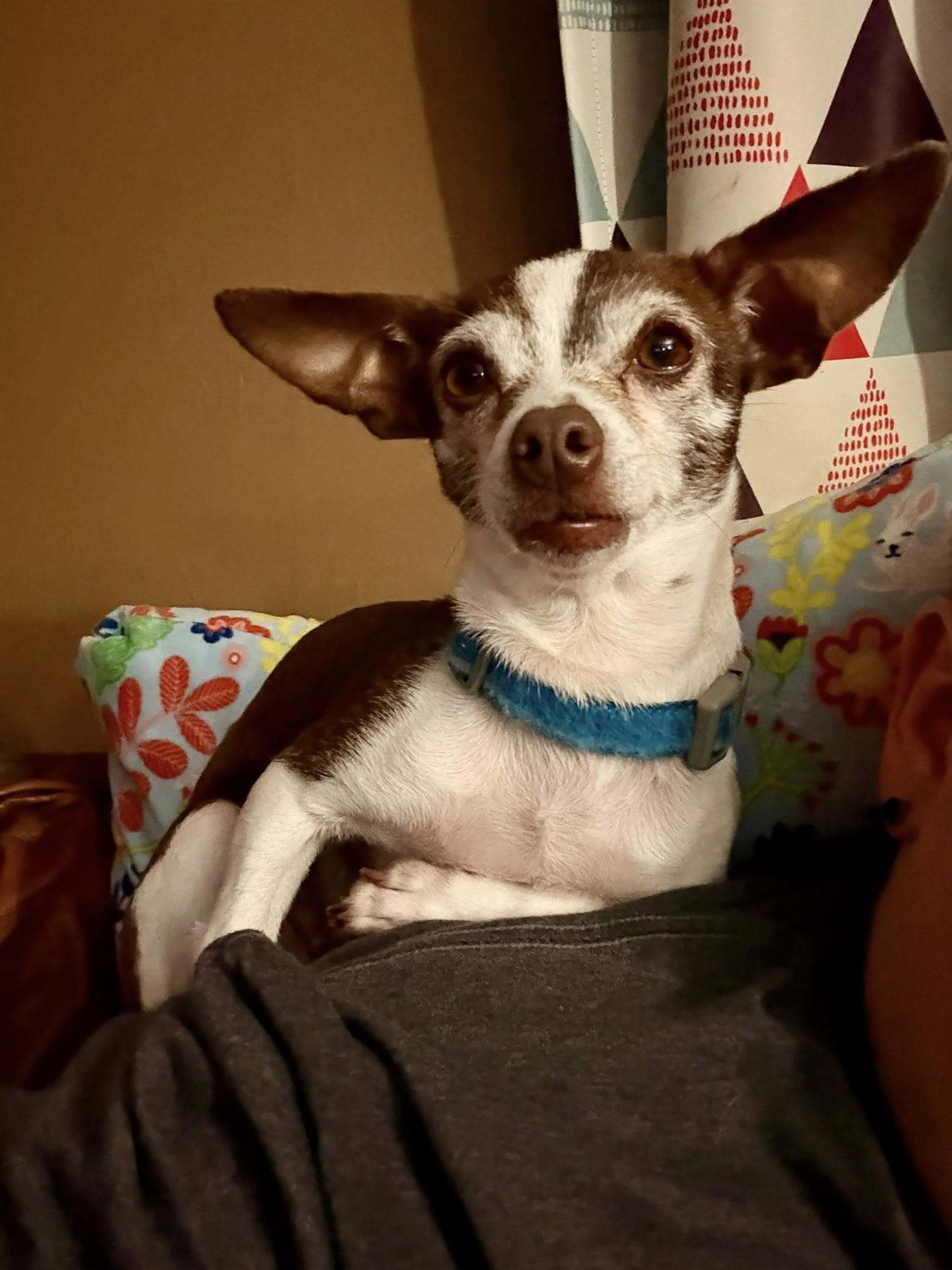 Gia