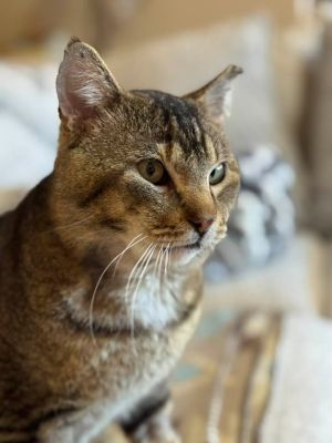 Henry, Senior Male Tabby