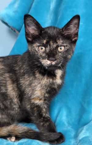 Rose, Baby Female Domestic Short Hair