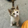 Clementine 2025 photo 1