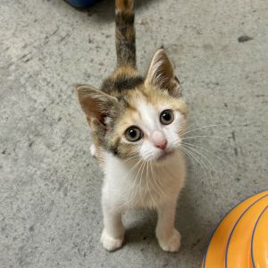 Clementine 2025, Baby Female Calico