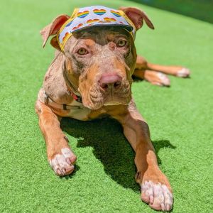 Hi there My name is Pretzel and Im a neutered 5-month-old Staffordshire terrier mix who may grow