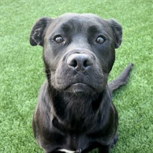 Hi there My name is Bobby Im a neutered 11-month-old Pit BillHusky mix Im a growing boy and 