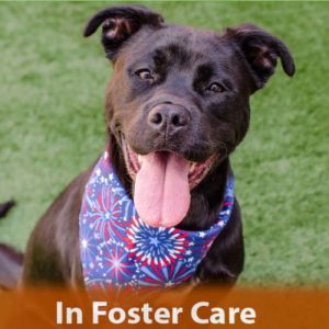 Hi there My name is Bobby Im a neutered 11-month-old Pit BillHusky mix Im a growing boy and 