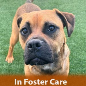 IN FOSTER CARE Hi there My name is Greg Im a neutered 11-month-old Pit BillHusky mix Im a gr