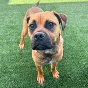 Hi there My name is Greg Im a neutered 11-month-old Pit BillHusky mix Im a growing boy and w