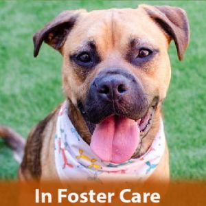 In Foster Care Hi there My name is Greg Im a neutered 11-month-old Pit BillHusky mix Im a g