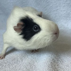 Hello there the names Perla Im an active unaltered female Guinea Pig that cant wait to find he