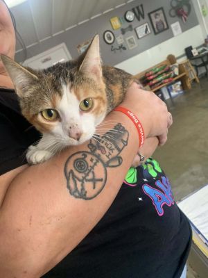 Calypso, Adult Female Domestic Short Hair