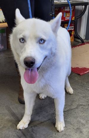 Melvin, Adult Male Husky