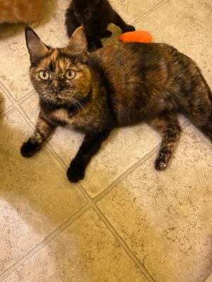 I am very cute and sweet Please give me a forever homeAll adopters must be  21 years old live