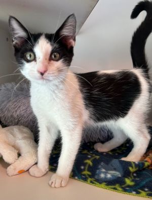 I am very cute and sweet Please give me a forever homeAll adopters must be  21 years old live