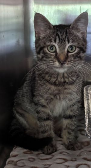 Glory is a sweet Brown Tabby ready for her forever family She is spayed combo tested and microchip