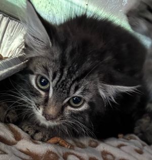 Honor is a precious little Fluffy Brown Tabby She is all vetted and ready for her forever home Ado