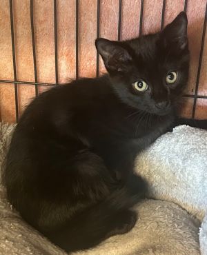 Michael Jordan is a sweet little black kitten all vetted and ready for his forever home He loves hi
