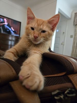Woodstock, Baby Male Domestic Short Hair