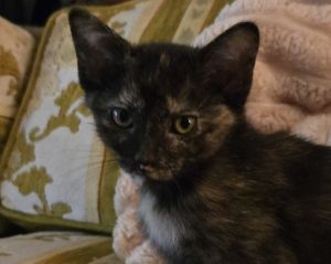 Lucy, Baby Female Domestic Short Hair