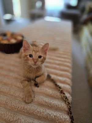 Linus, Baby Male Domestic Short Hair