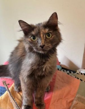 Brooklyn Forest Domestic Long Hair Cat