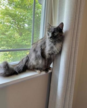 Little Phoebe Domestic Long Hair Cat