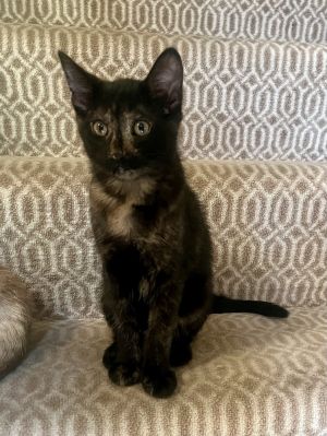 Camembert, Baby Female Domestic Short Hair