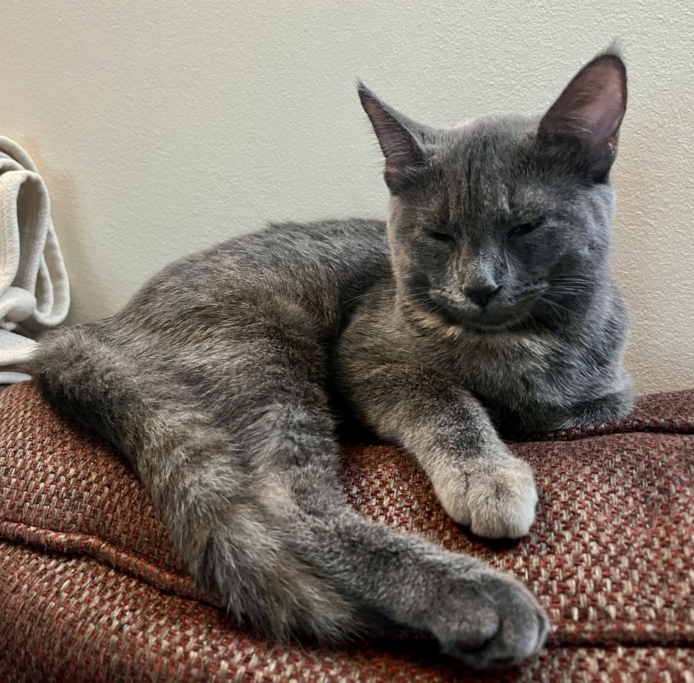 Bleu