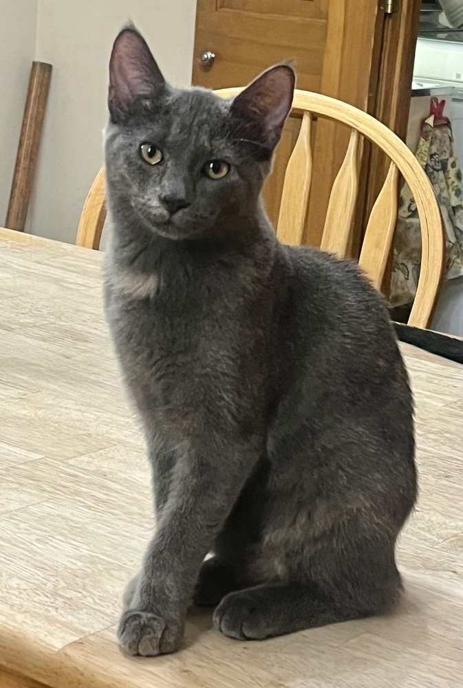 Bleu