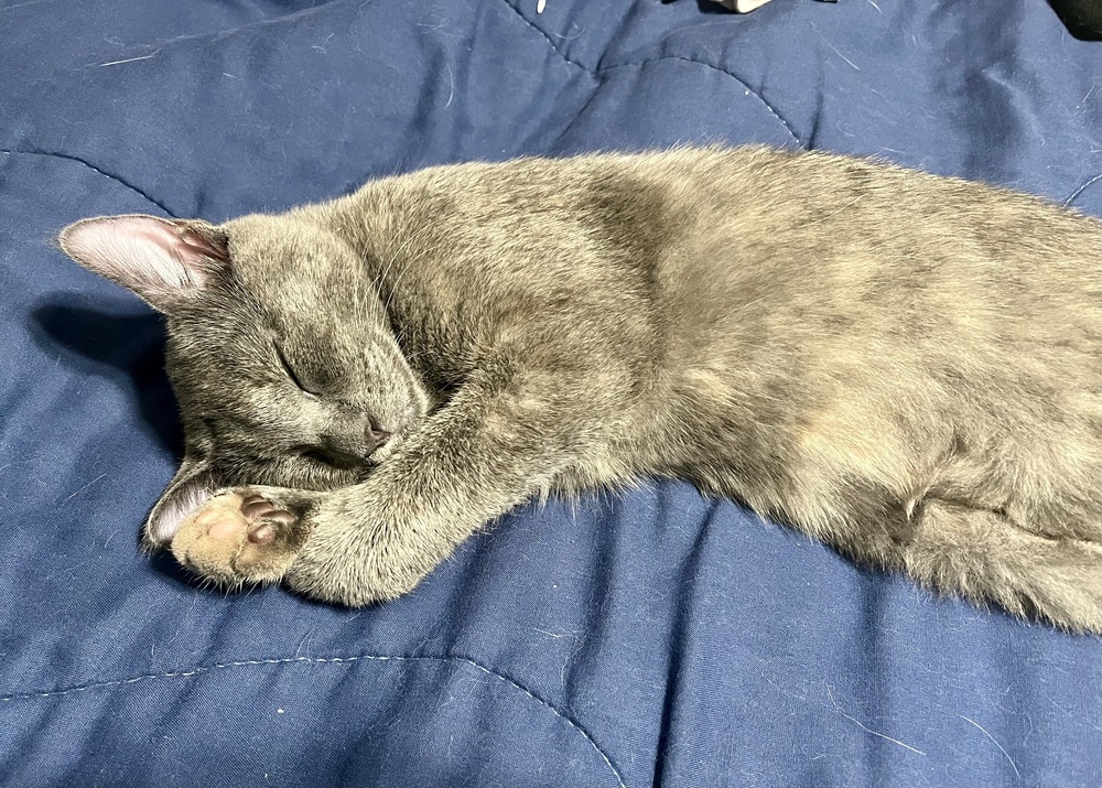 Bleu