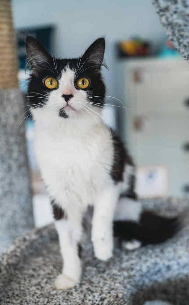 Reese ~Adoption Center Cat~