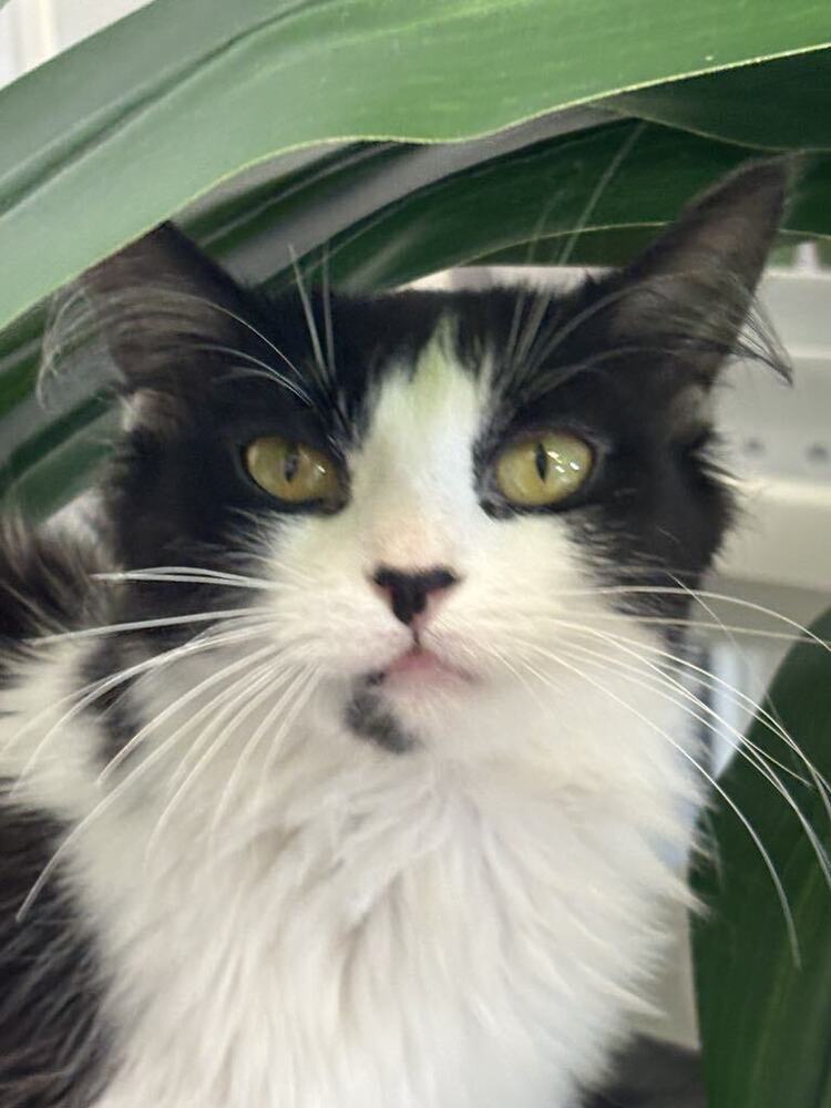 Reese ~Adoption Center Cat~