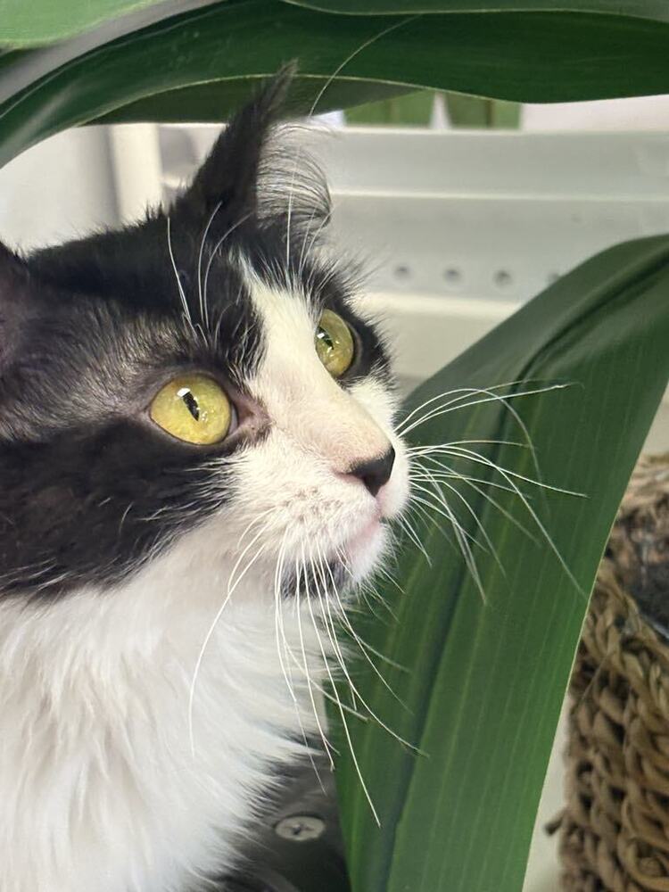 Reese ~Adoption Center Cat~