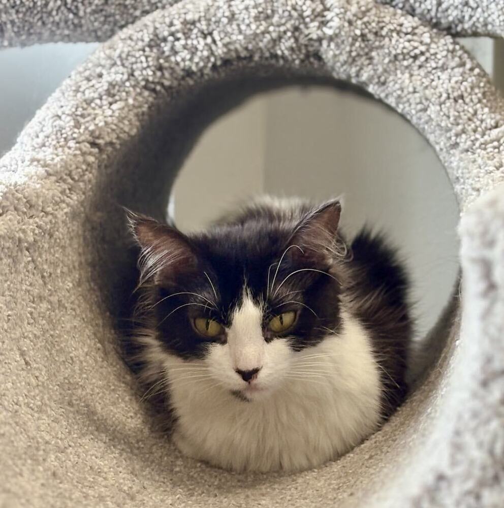 Reese ~Adoption Center Cat~