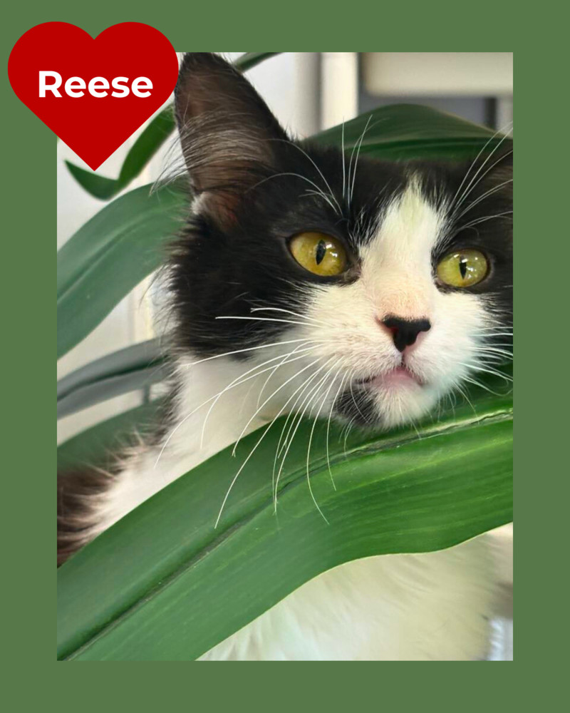 Reese ~Adoption Center Cat~