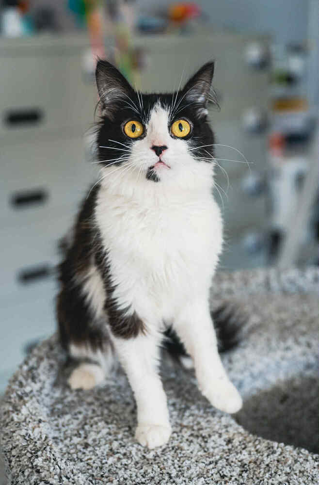 Reese ~Adoption Center Cat~