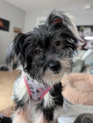 Gidget, Adult Female Chinese Crested Dog