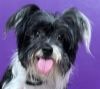 Gidget photo 2