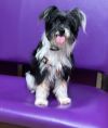 Gidget photo 3