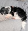 Gidget photo 4