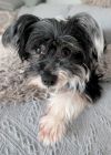 Gidget photo 5