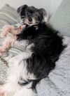 Gidget photo 6