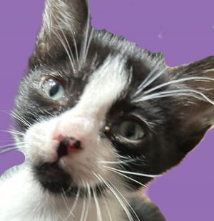 Prue, Baby Female Domestic Short Hair